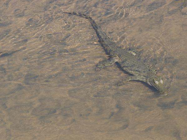 Nijl krokodil (Crocodylus niloticus)